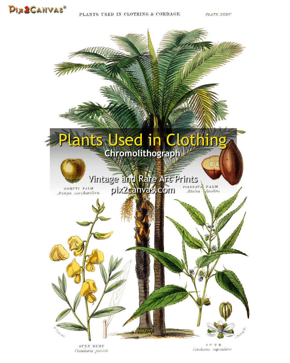 Plants Used For Clothing – Information On Growing Plants For Making Clothes