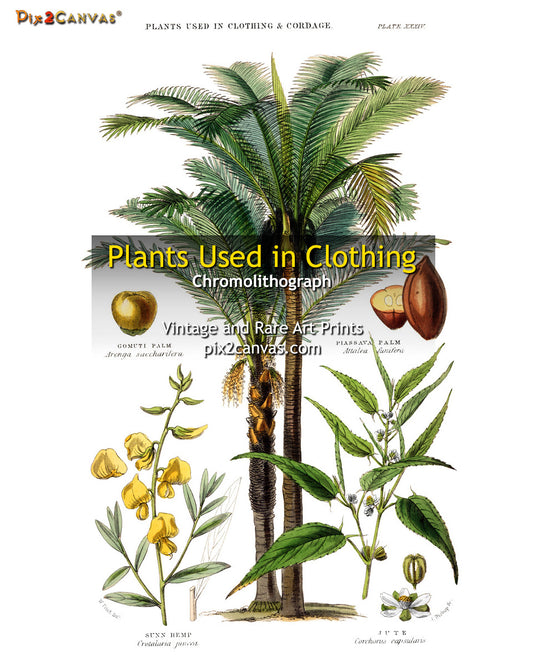 Plants Used In Clothing