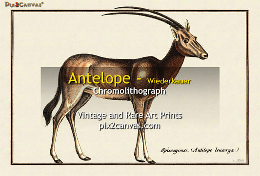 Antelope - Wiederkauer