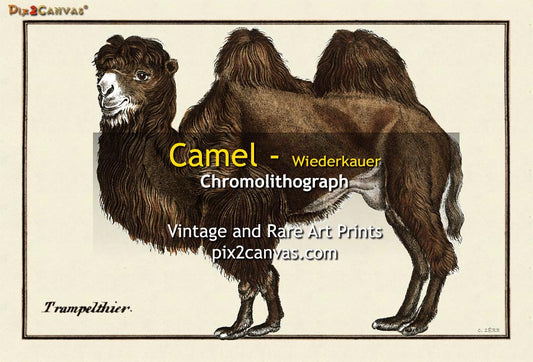 Camel - Wiederkauer