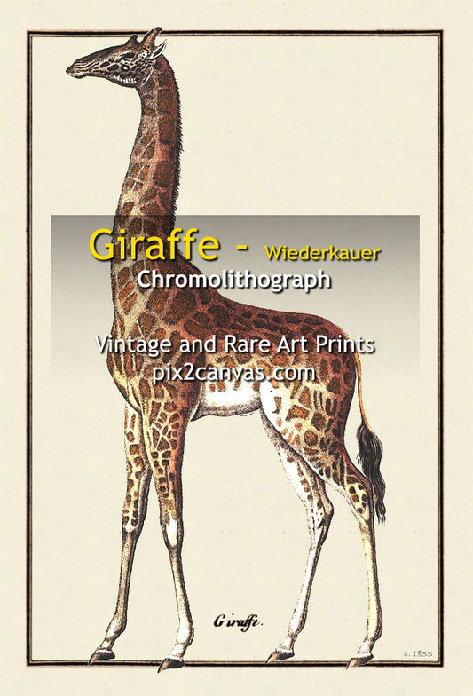 Giraffe - Wiederkauer