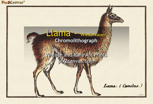 Llama - Wiederkauer