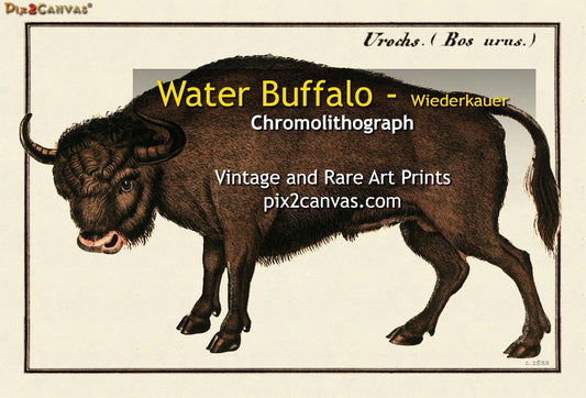 Water Buffalo - Wiederkauer