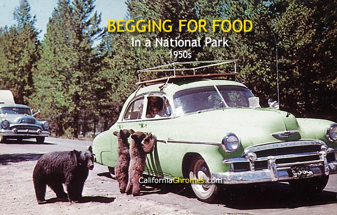 Begging for Food in a National Park c.1955