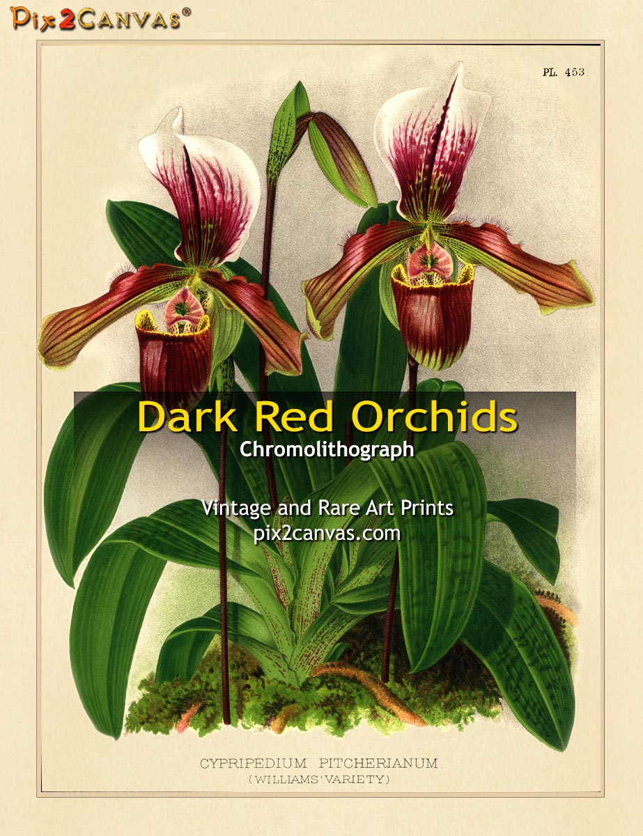 Vintage Dark Red Orchids