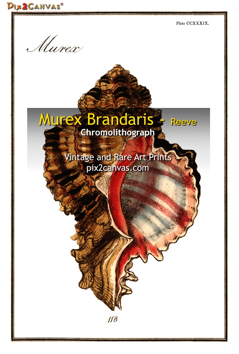 Murex Brandaris - Reeve