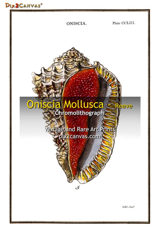 Oniscia Mollusca - Reeve