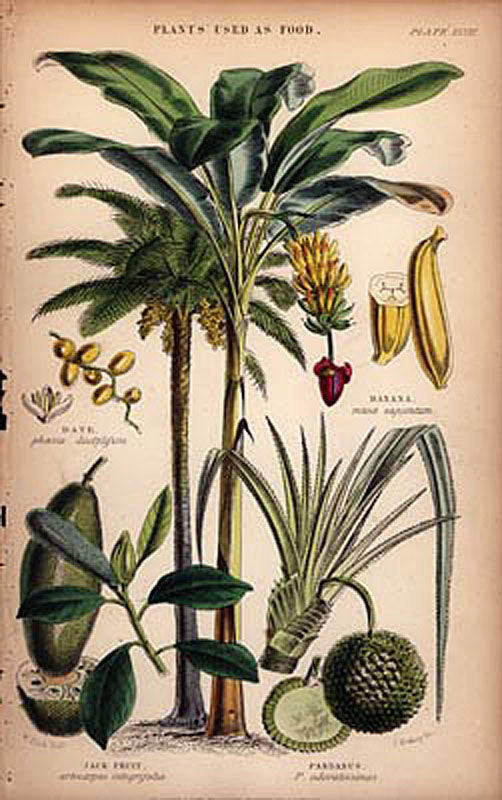 Restoration example - Plants Used as Food