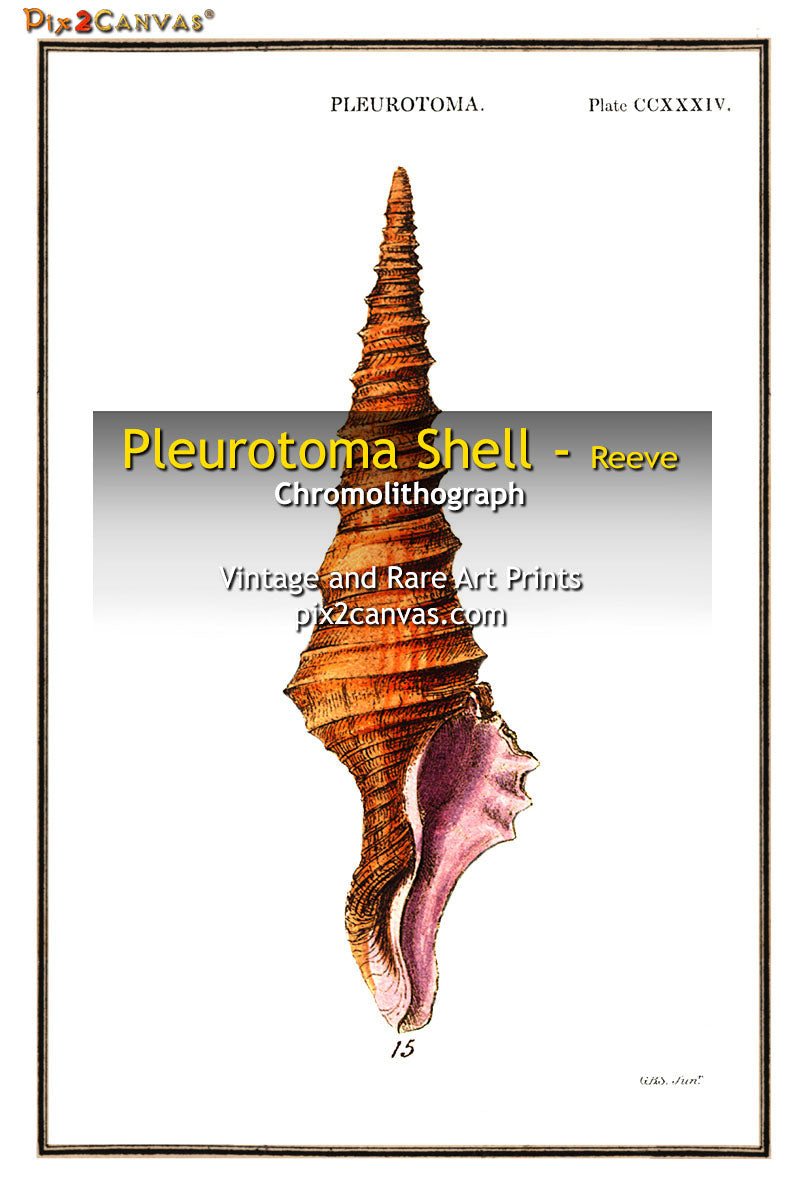 Pleurotoma Shell - Reeve