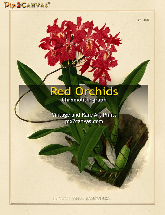 Vintage Red Orchids