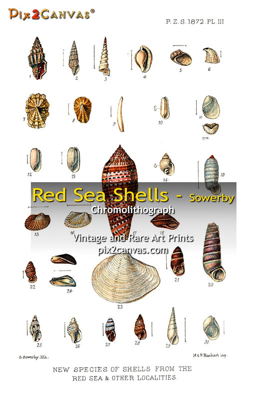 Red Sea Shell Collection - Sowerby