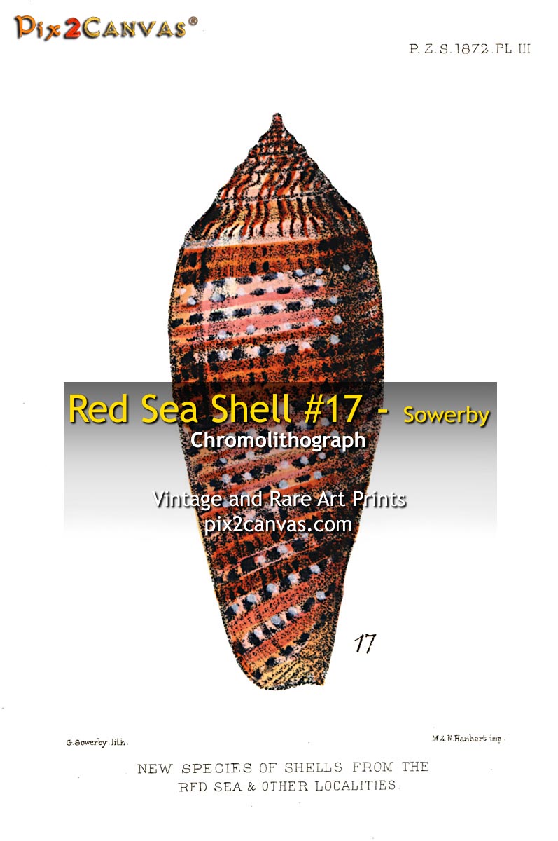 Red Sea Shell #17 - Sowerby
