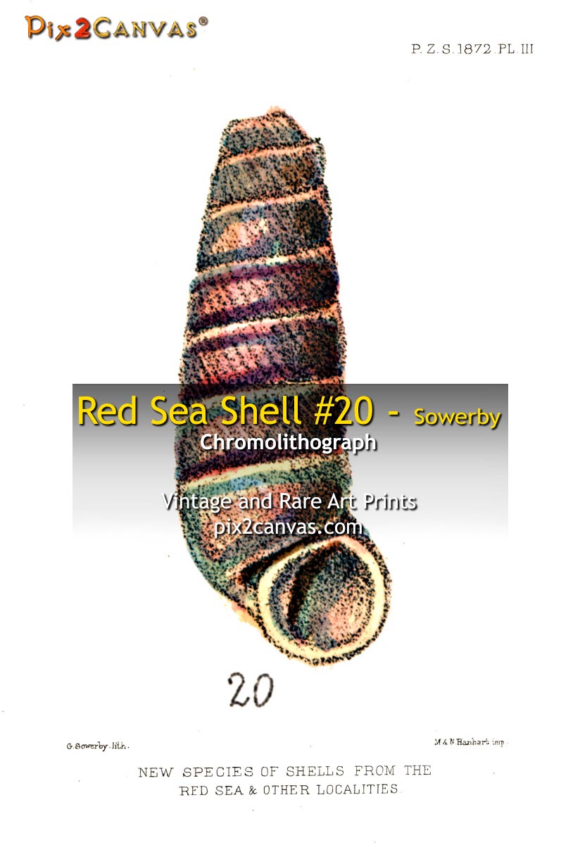 Red Sea Shell #20 - Sowerby