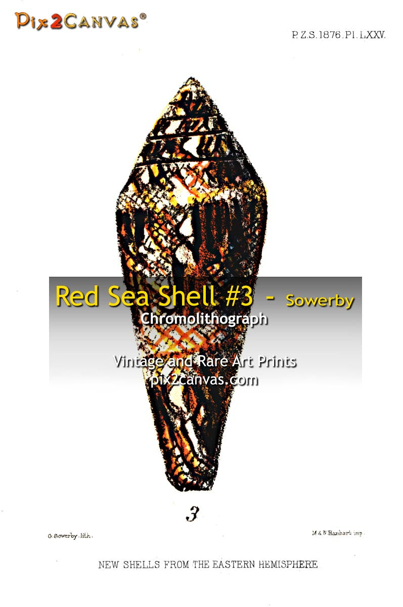Red Sea Shell #3 - Sowerby