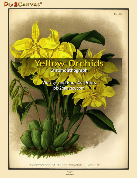 Vintage Yellow Orchids
